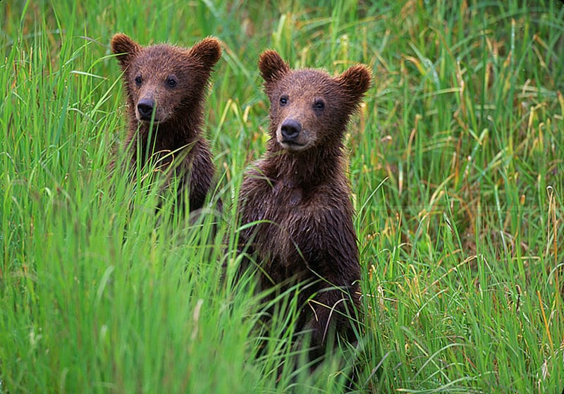 Alaska 9